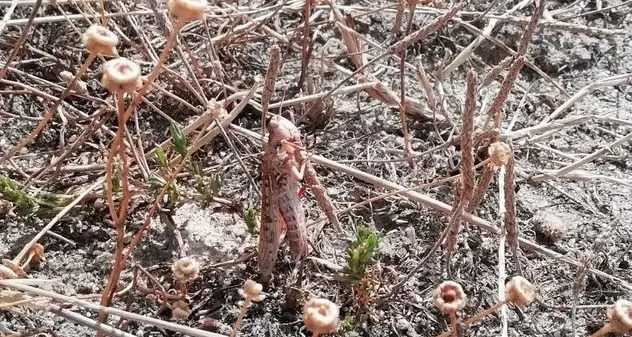 Invasione delle cavallette, ok della Giunta al piano di contrasto