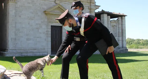 Monserrato. Maltratta il suo gatto, 44enne denunciata dai carabinieri