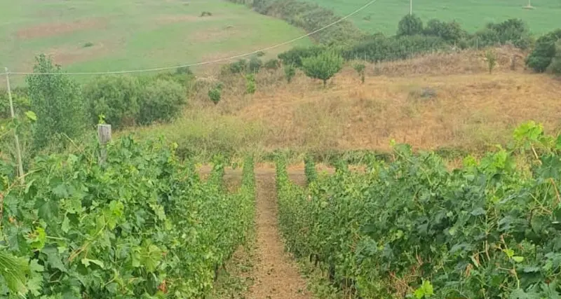 Maltempo. “Tra Barbagia e Baronia Ferragosto da dimenticare per gli agricoltori”