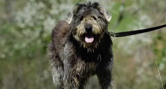 Mostra Canina Amatoriale, domenica 1 settembre la terza edizione