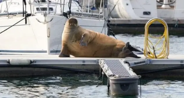 Il tricheco Freya, mascotte del fiordo di Oslo, morta per i troppi selfie