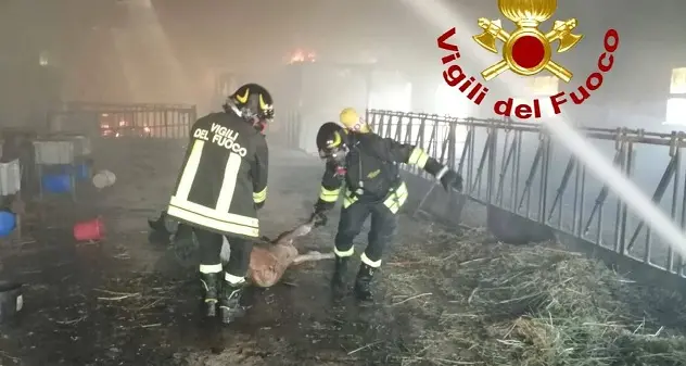 Vasto incendio in azienda agricola a Mores: tratti in salvo diversi vitelli