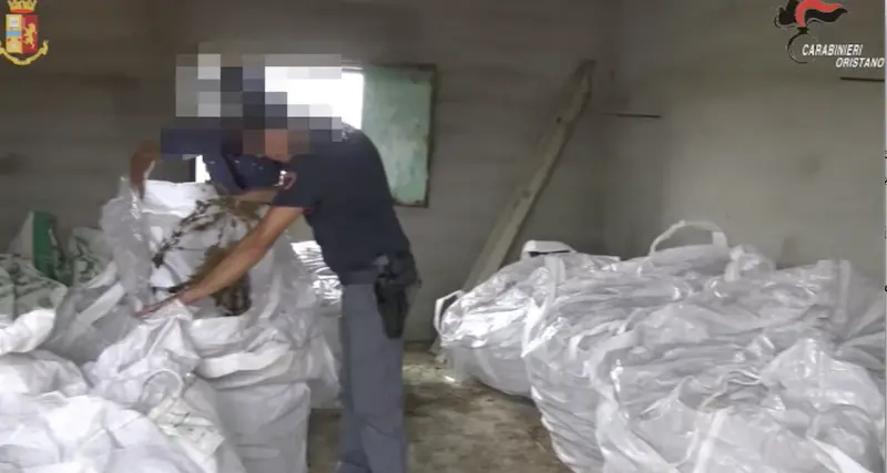 Nell'azienda agricola 550 chili di marijuana, 25enne arrestato