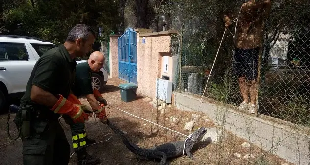 Ritrovato a Cala Liberotto il caimano Jack scomparso da Orosei