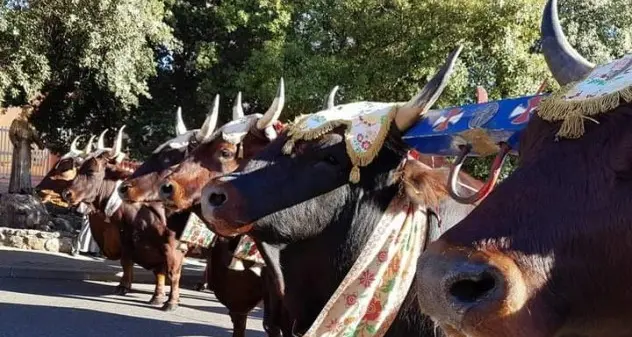 Scano di Montiferro. Domani la 7^ edizione di “Juos”: i gioghi dei buoi della Sardegna