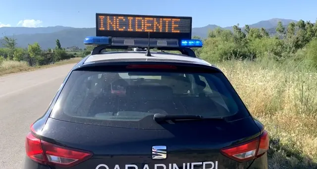 Cinghiale attraversa la strada, automobilista lo travolge e lo uccide. Illeso il conducente