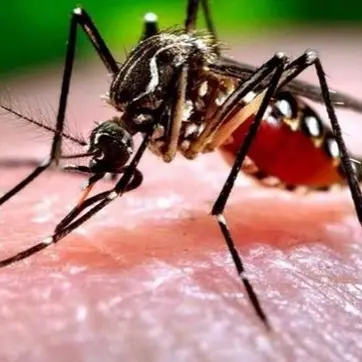 Allerta West Nile a Oristano, ma il paziente è stabile