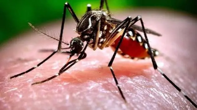 Allerta West Nile a Oristano, ma il paziente è stabile