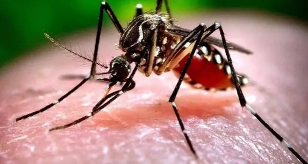 West Nile: nel 2022 superati i casi dell'anno “epidemico” 2018