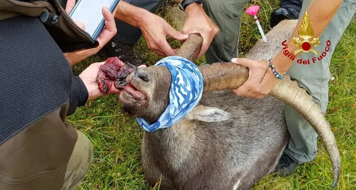 Ingoia scatoletta tonno e rischia di morire: salvato stambecco