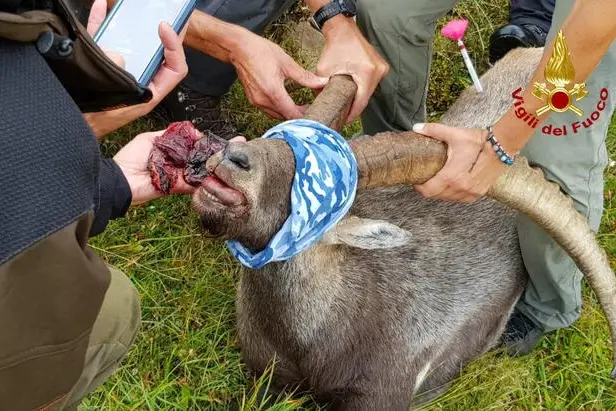 Intervento sulle Dolomiti per salvare la vita di un esemplare di stambecco, che aveva ingoiato una scatoletta arrugginita di tonno e rischiava di morire soffocato, 29 agosto 2022. ANSA/ VIGILI DEL FUOCO ++ HO - NO SALES EDITORIAL USE ONLY++