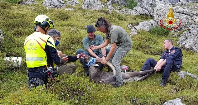 Morto lo stambecco che aveva ingoiato una scatoletta di tonno