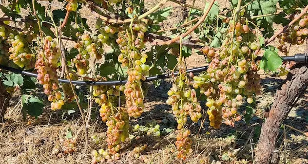 La grandinata di Berchidda ha distrutto il 70% di uva