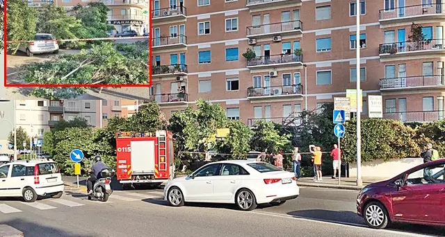 Cade un albero in via Dei Giudicati, tragedia sfiorata