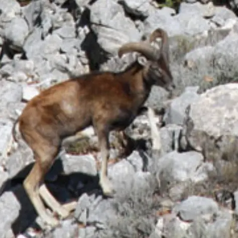 Macabra scoperta a Urzulei: rinvenuto muflone decapitato, vittima di bracconaggio