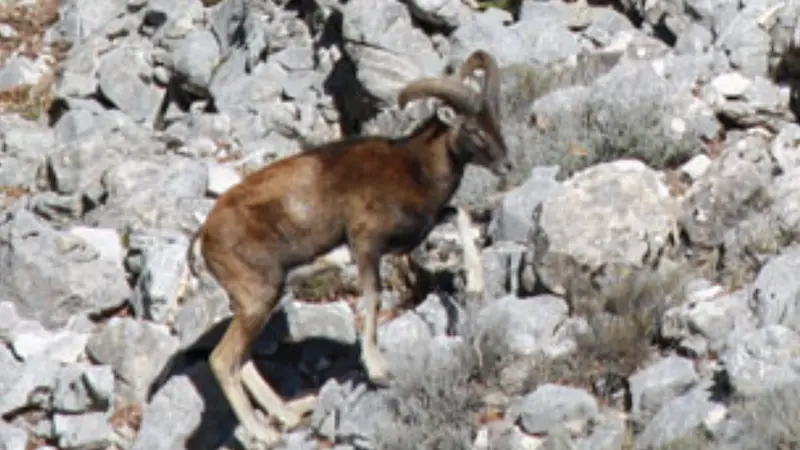 Macabra scoperta a Urzulei: rinvenuto muflone decapitato, vittima di bracconaggio