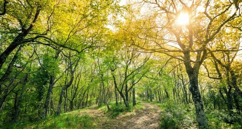 Bonorva dà una mano alla natura con un centinaio di nuovi alberi