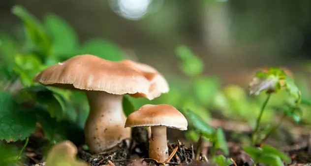 Mangia funghi raccolti da un parente e muore per avvelenamento: la vittima aveva 53 anni