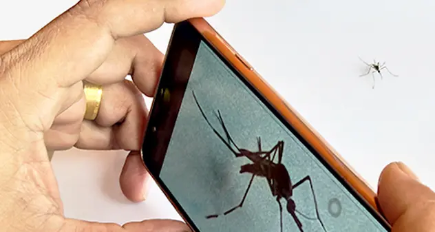 West Nile, Iss: “Arriva un’app per tracciare le zanzare”