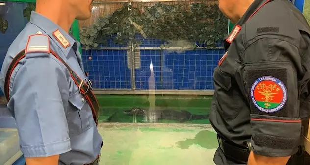 Controlli a tappeto nel circo dopo la fuga del caimano Jack. VIDEO
