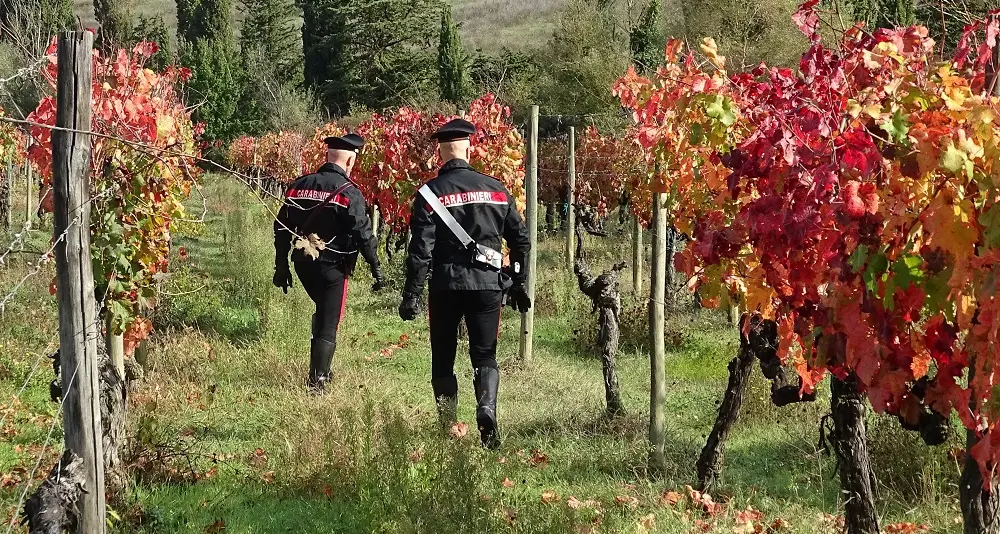 Ruba uva da una vigna: 81enne denunciato