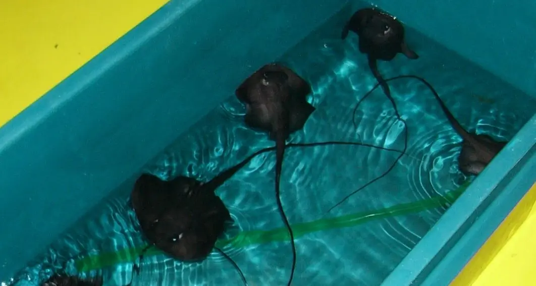 L'Algida e l'acquario di Cala Gonone insieme per salvare trigoni e tartarughe marine