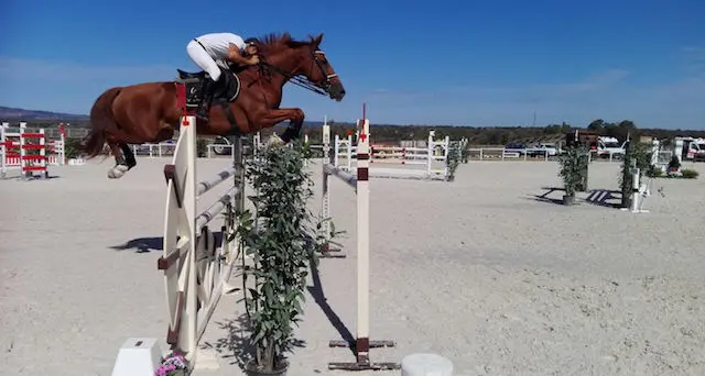 Sardegna Jumping Tour e Premio Regionale Allevamento: 330 i cavalli iscritti