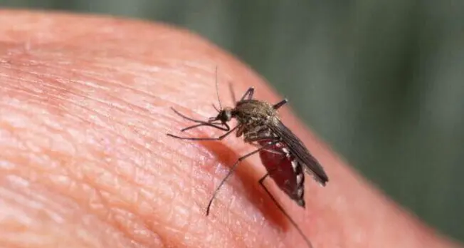 West Nile: nuovo caso nell'Oristanese, il quinto in Sardegna