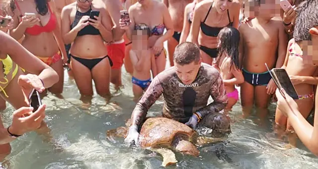 Esemplare di tartaruga Caretta Caretta salvata dai sub a Cala Pira. Le Foto