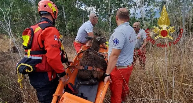 Castiadas. Soccorso e recuperato dai Vigili del Fuoco un cervo finito in un vascone di un'azienda
