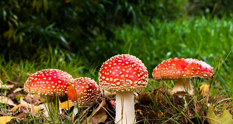 A Sennori si impara a conoscere i funghi