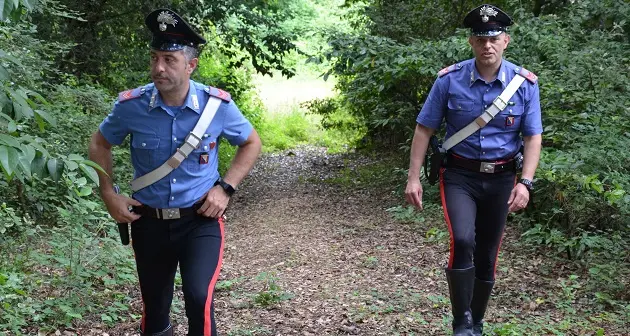 Senorbì. Titolare trova piantagione di marijuana nella sua azienda agricola