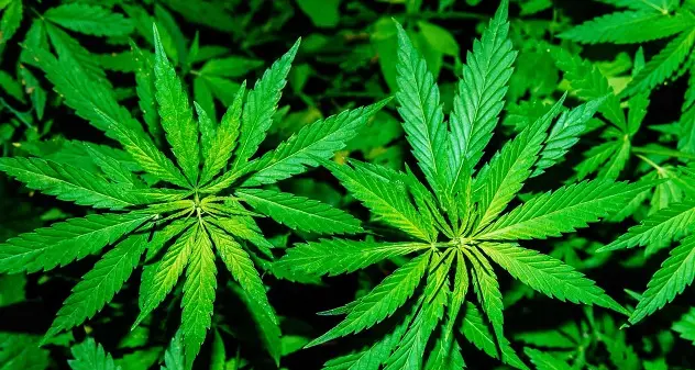 Coltivavano marijuana: due persone in manette