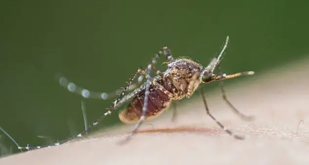 West Nile: nell’Oristanese il settimo caso in Sardegna