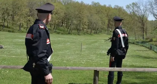 Muravera. Pecora fugge e provoca un incidente, allevatore nei guai