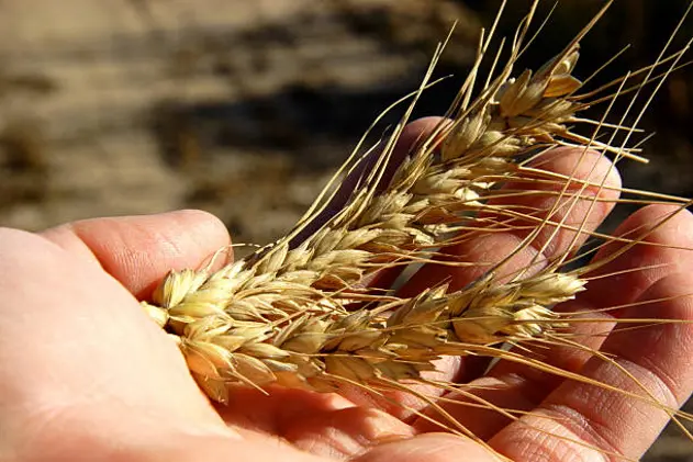 mature wheat barley grain heads in hand