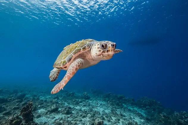 wideangel of Sea Turtle at scuba dive around Cura\\u00E7ao /Netherlands Antilles