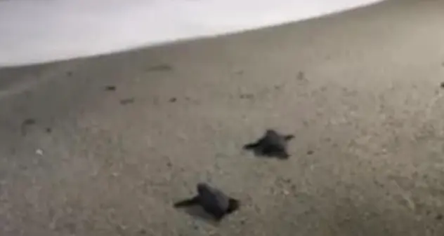 Sulla spiaggia di Cala Sinzias nascono 74 tartarughe “caretta caretta”