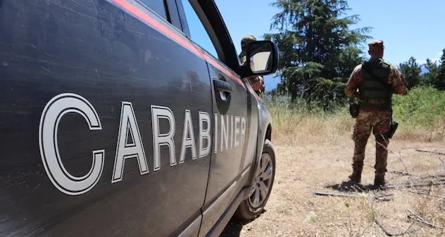 Buddusò. Scoperta piantagione con 2.388 piante di canapa: arrestati due uomini