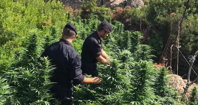 Arrestato un 44enne per coltivazione illegale di cannabis. IL VIDEO