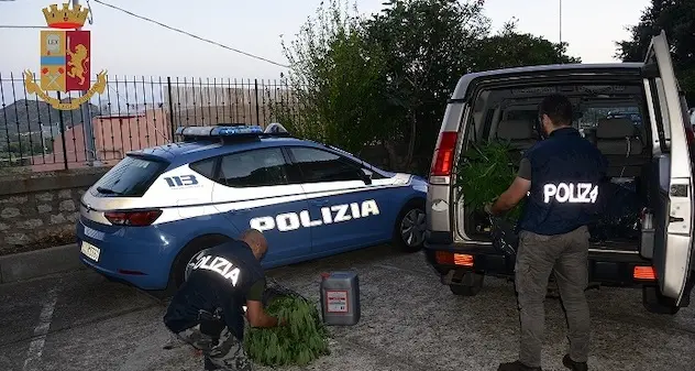 Sequestrate a San Teodoro e Girasole due piantagioni di marijuana. Otto gli arresti