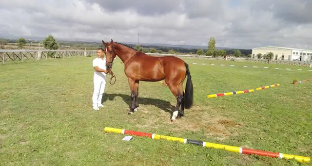 Equitazione: 185 puledri sardi alla conquista delle finali nazionali di Verona