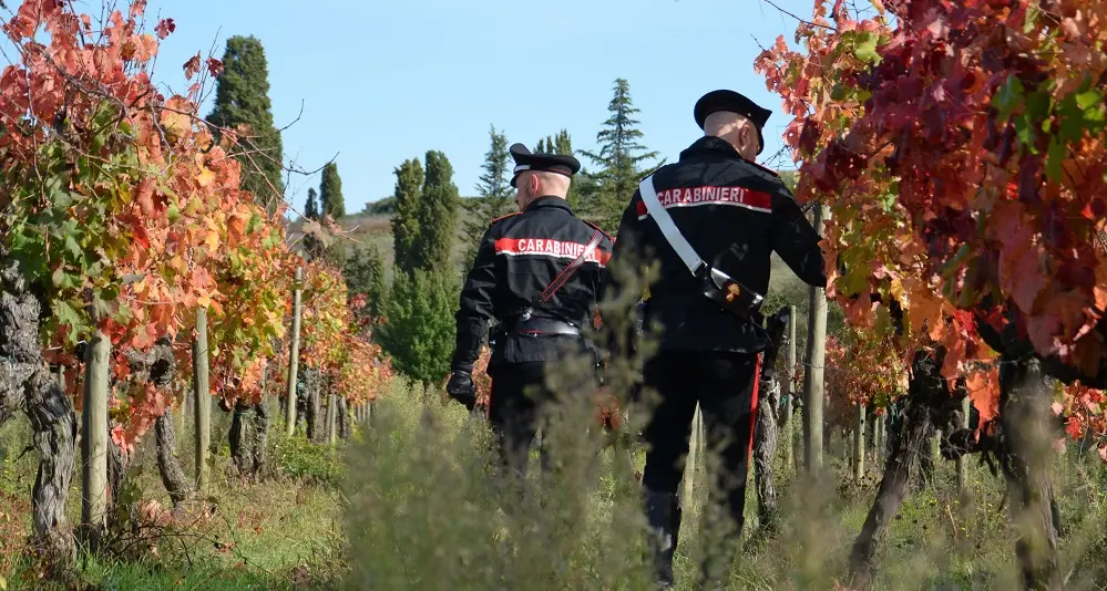 Rubano 700 kg di uva a Nuxis, due uomini nei guai