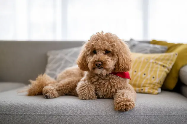 Cute little dog, poodle brown puppy at home