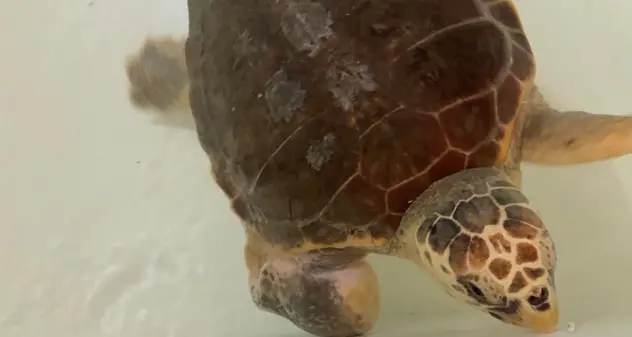 La tartaruga Rughetta curata e rilasciata in mare a Cabras