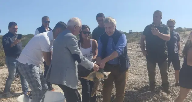 Liberata nel mare dell’Asinara un esemplare di tartaruga marina Caretta caretta