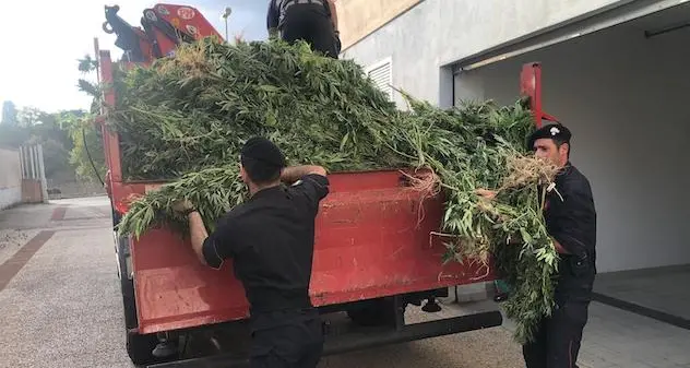 Siligo. Scoperta piantagione di oltre duemila piante di marijuana