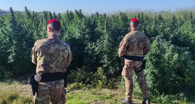Mores. Scoperte 2.600 piantine di cannabis in un terreno privato: denunciate 3 persone