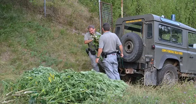 Mille piante di marijuana nelle campagne di Illorai