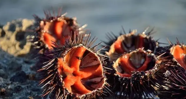 Oristano. A 7 mesi dal fermo pesca, i ricciai attendono ancora indennizzi e bandi per attività alternative